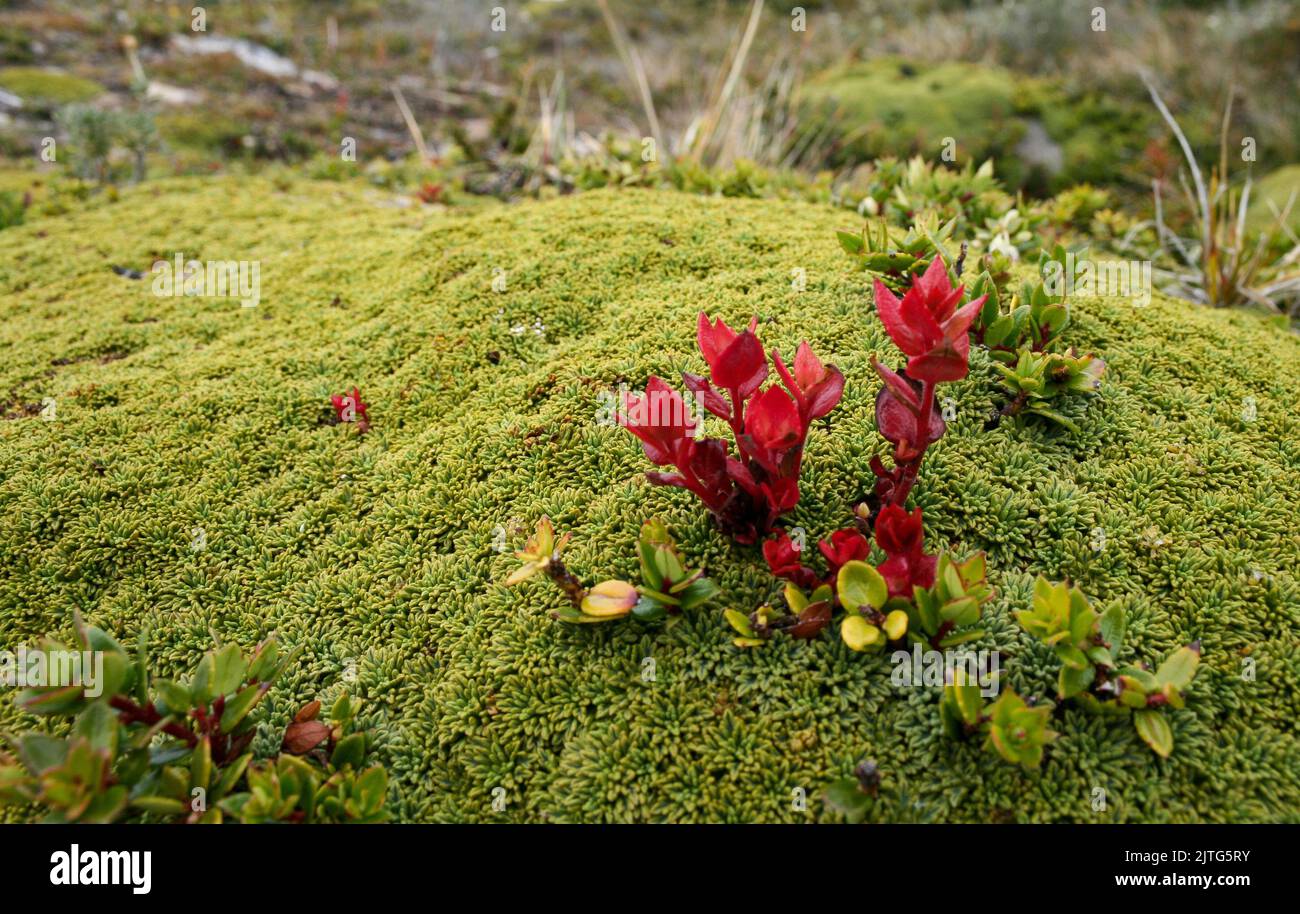 Approach to some Patagonian mosses and plants in Ushuaia Stock Photo