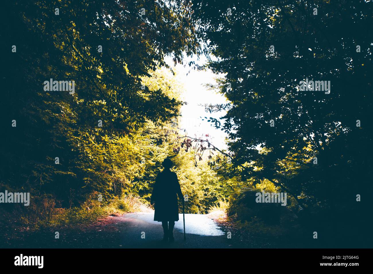 Mysterious man with hat and a walking stick walking through a fairytale forest Stock Photo