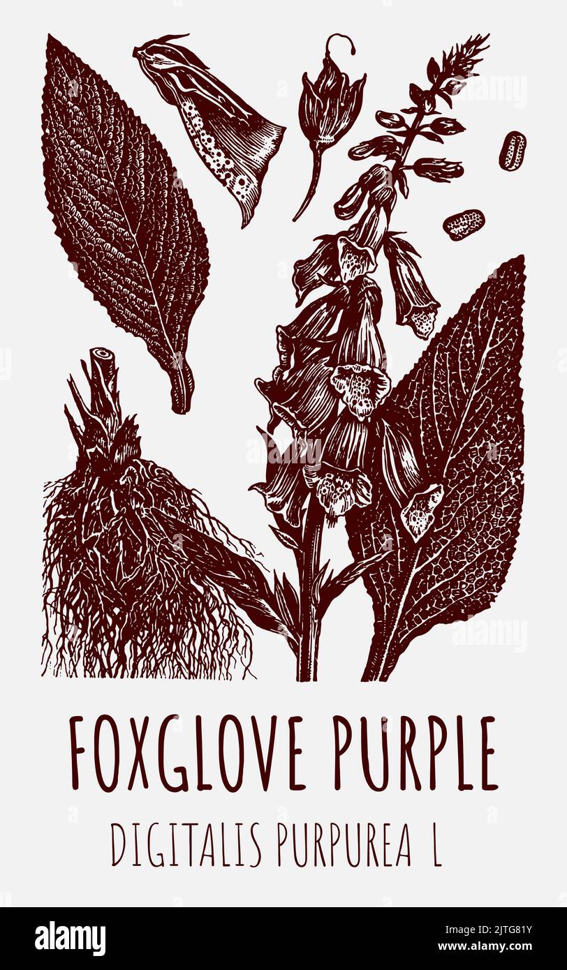 Vector drawing digitalis. Hand drawn illustration. The Latin name is