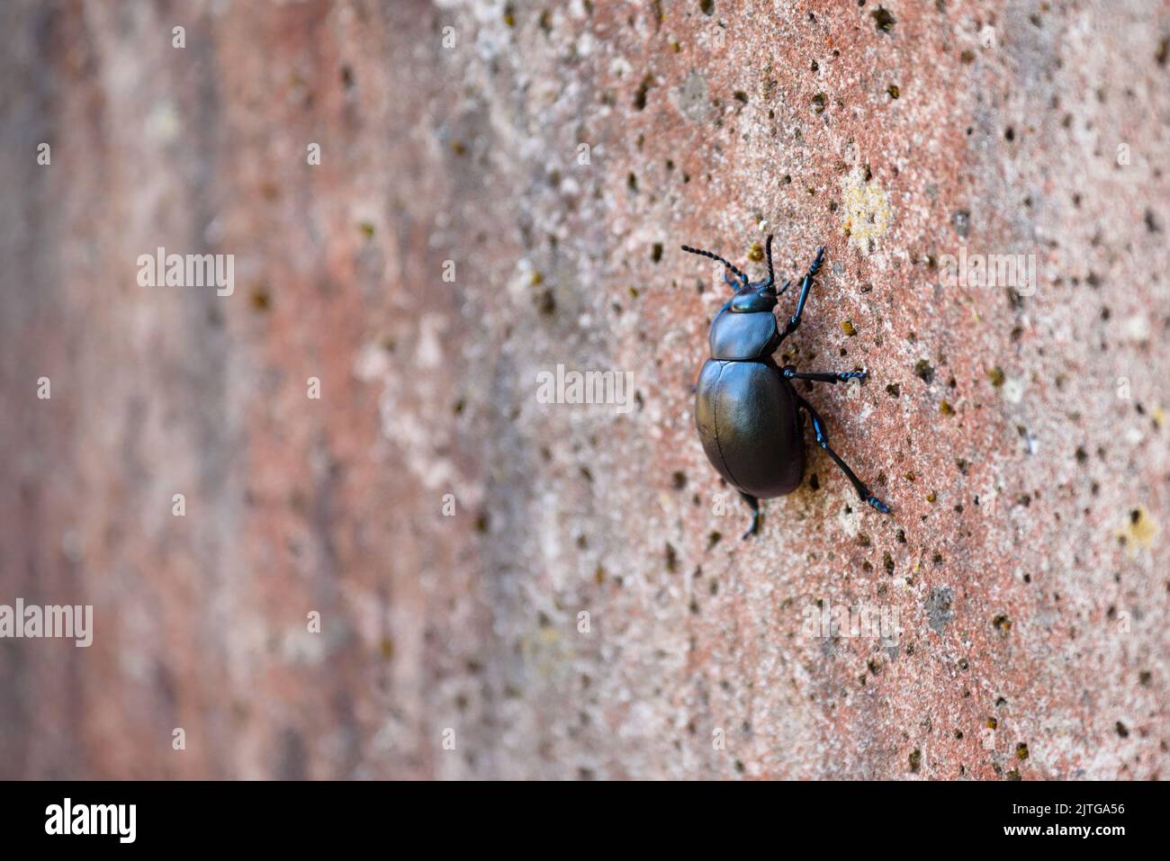 Close up view of a Bloody-nosed beetle (Timarcha tenebricosa) climbing a wall. Stock Photo