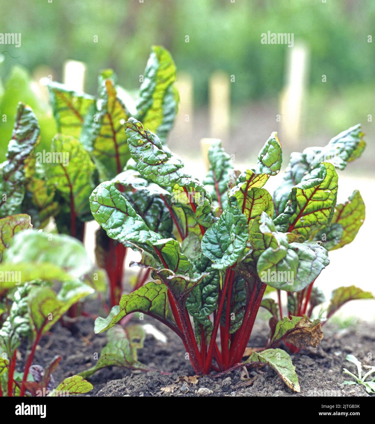 , Mangold 'Rhubarb Chard', Blatt-Mangold, Schnitt-Mangold, Beta vulgaris cicla, Stock Photo