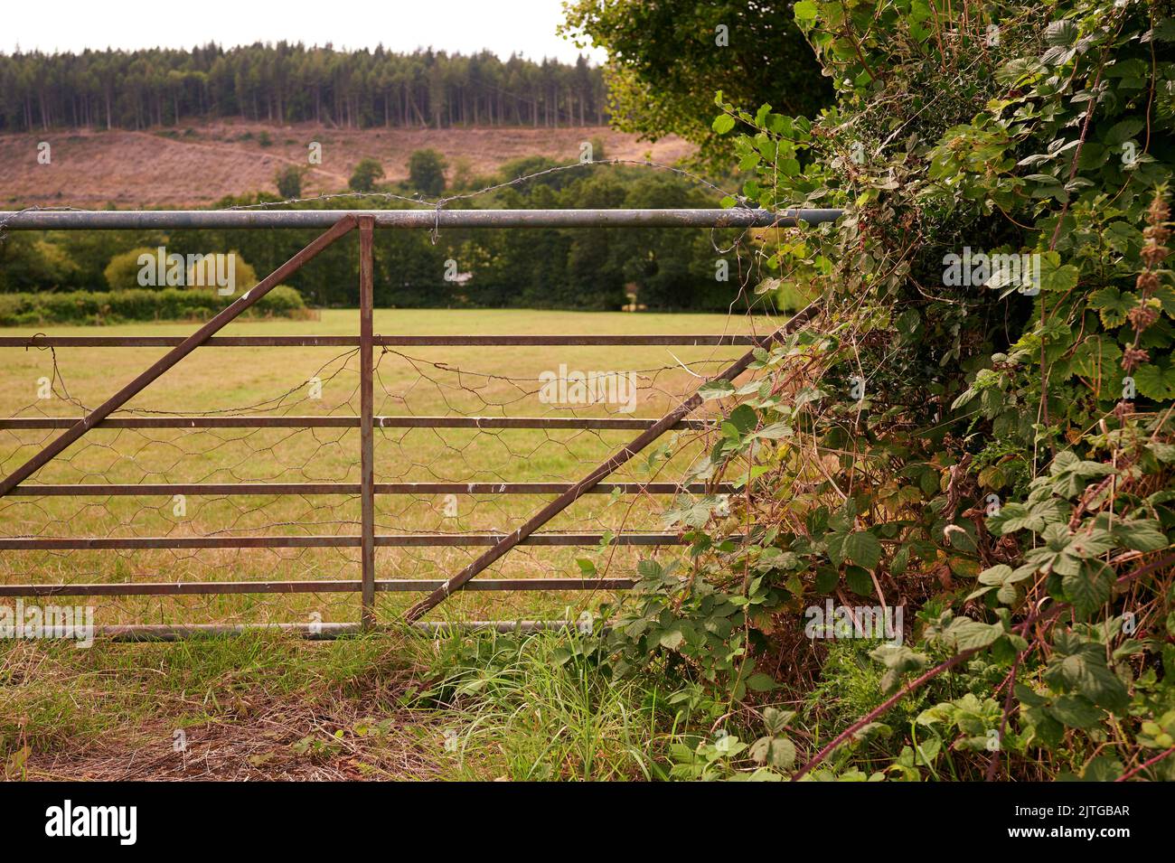 closed metal gate in hedgerow in english countryside in front of green field Stock Photo