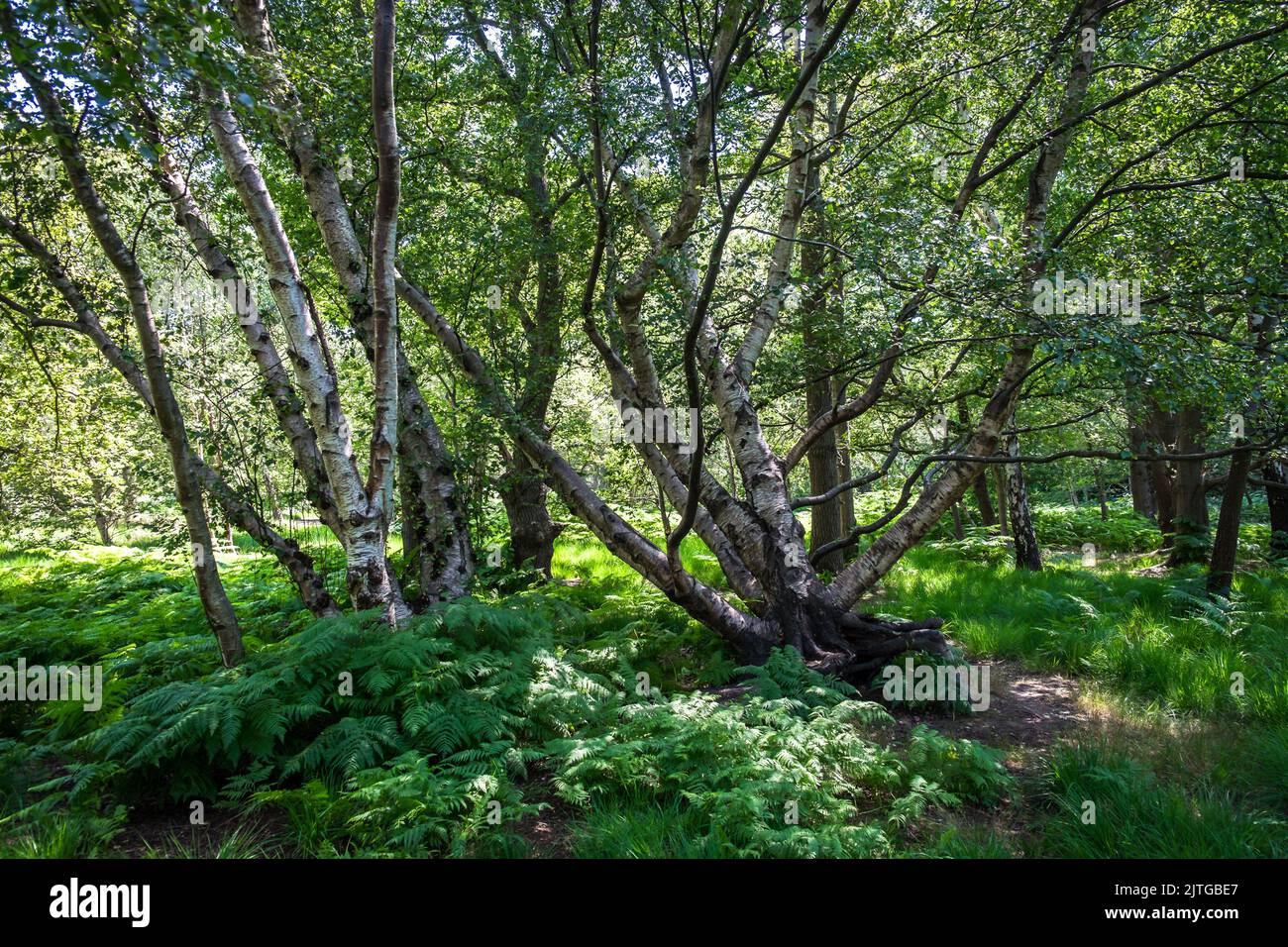 View of a wood in full bloom in summer in Wimbledon Common Stock Photo