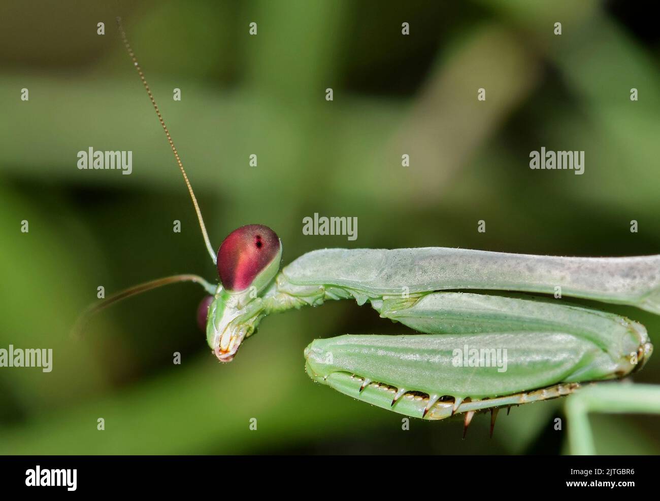 Green Praying Mantis profile displaying head, forelegs and prothorax, ventral view partial body. Stock Photo