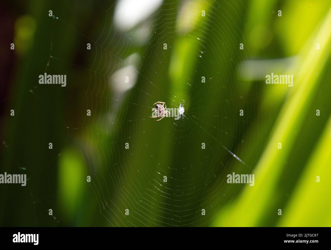 Australian Garden Orb Weaver Spider (Argiope catenulata) in the web in ...