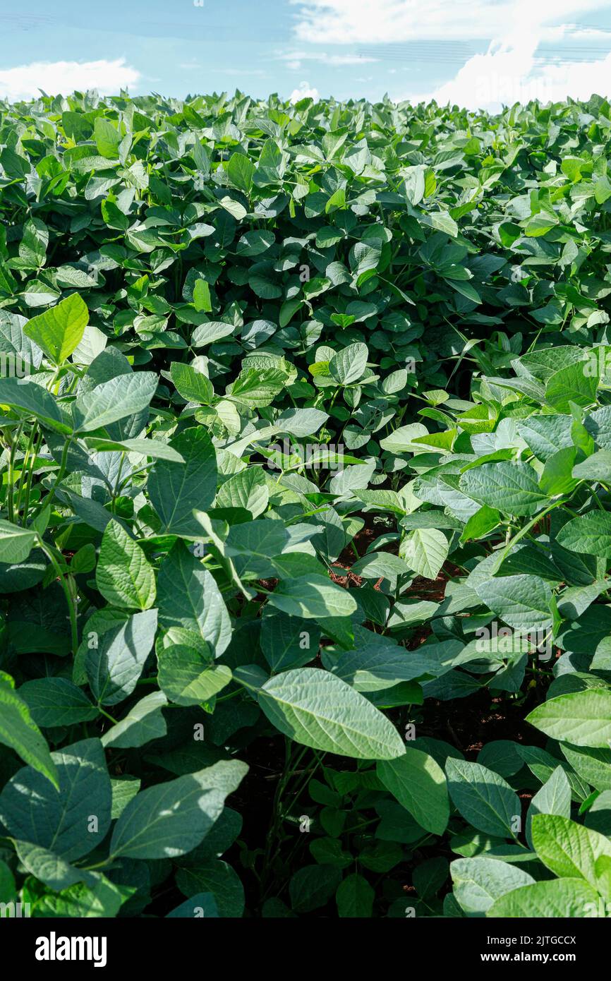 Agricultural soy plantation on blue sky Green growing soybeans plant