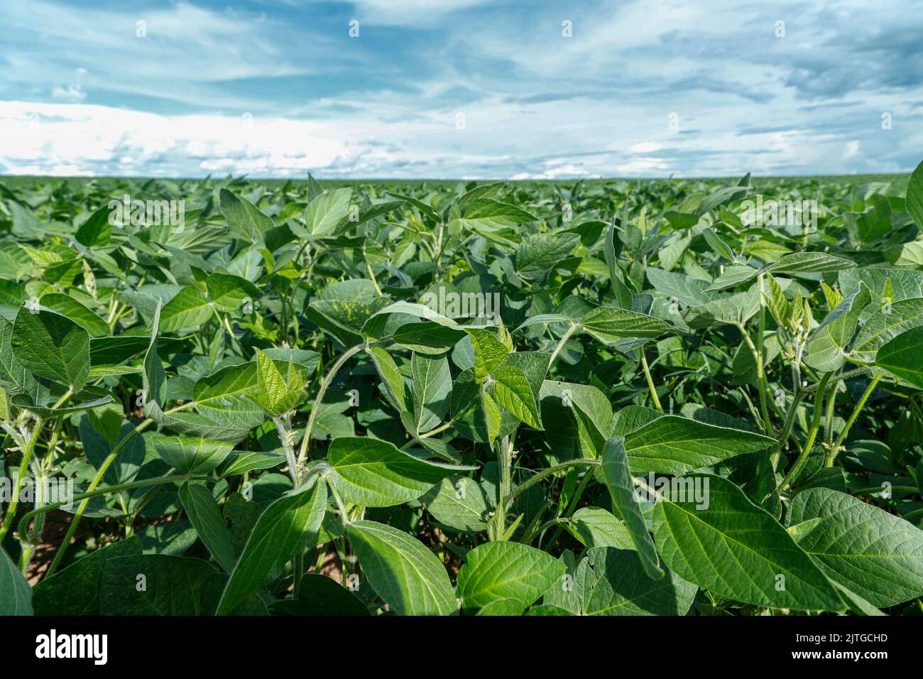 Agricultural soy plantation on blue sky Green growing soybeans plant against sunlight Stock