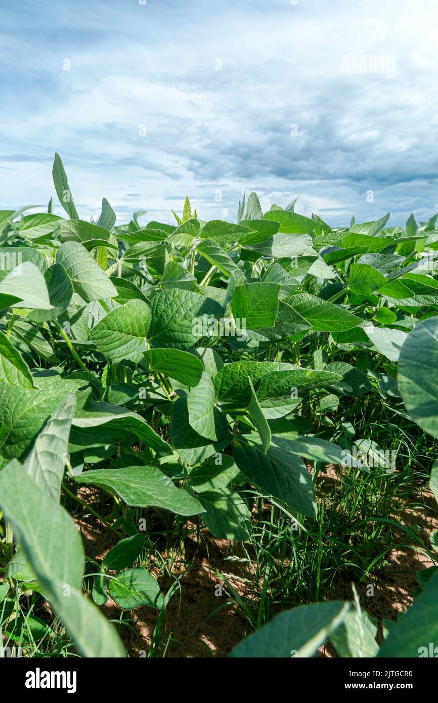 Agricultural soy plantation on blue sky Green growing soybeans plant against sunlight Stock