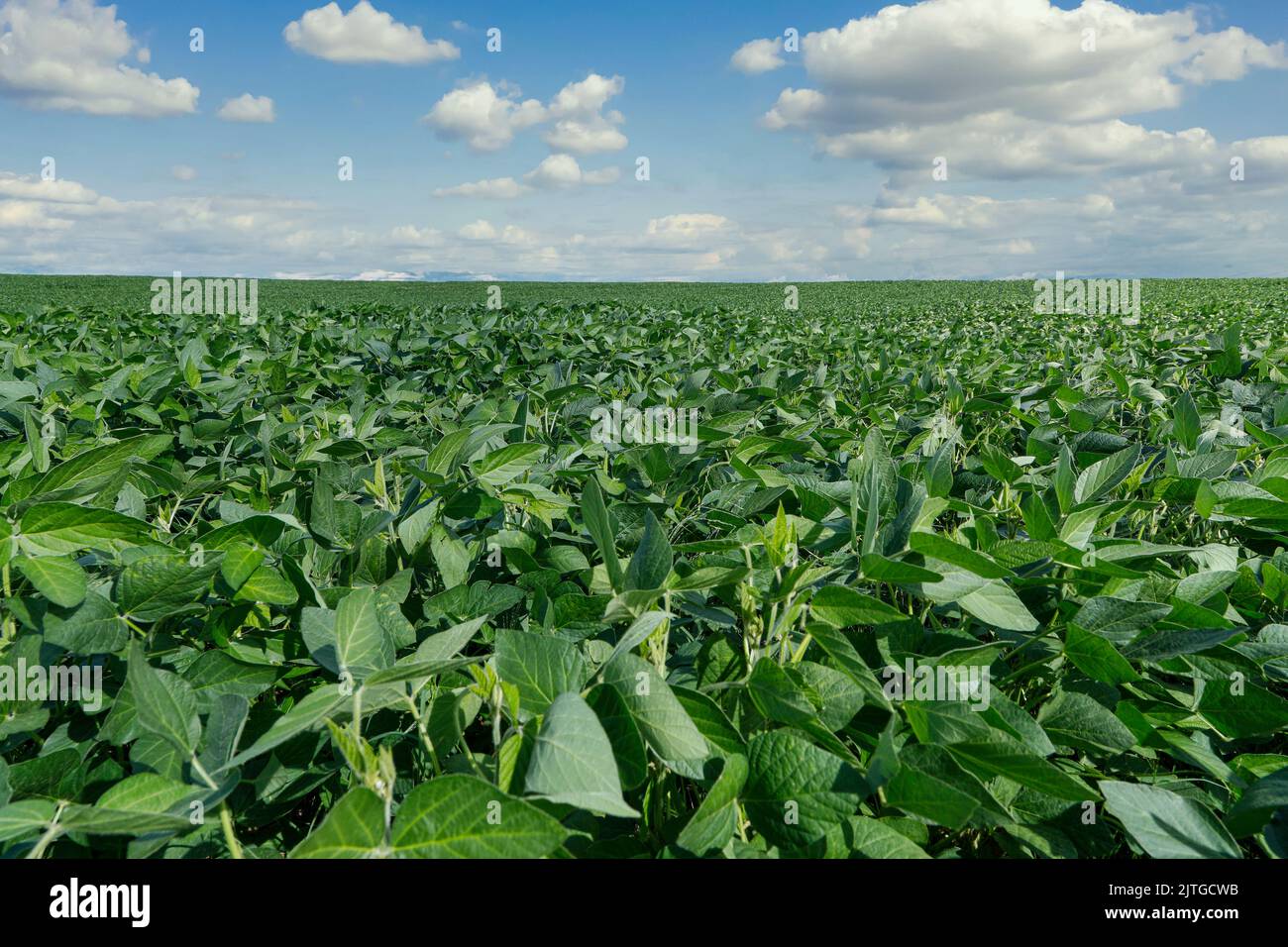 Agricultural soy plantation on blue sky Green growing soybeans plant