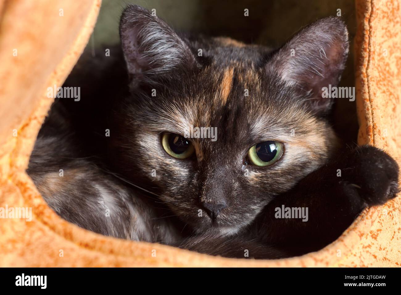 cute domestic tricolor black cat resting in a cat's house. portrait of an animal close up. Stock Photo