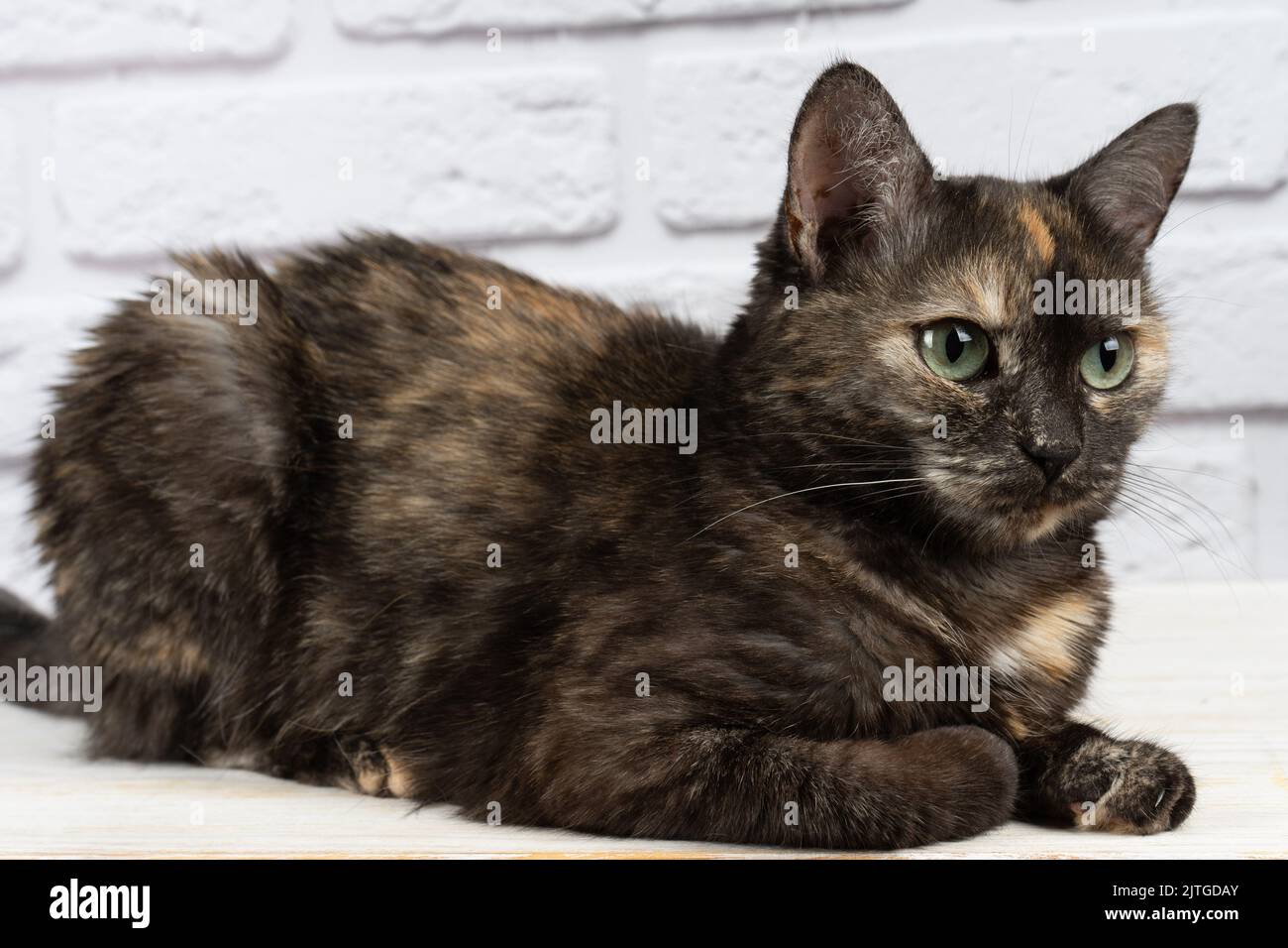 portrait of cute domestic tortoiseshell cat with yellow eyes looking away on white background. Stock Photo