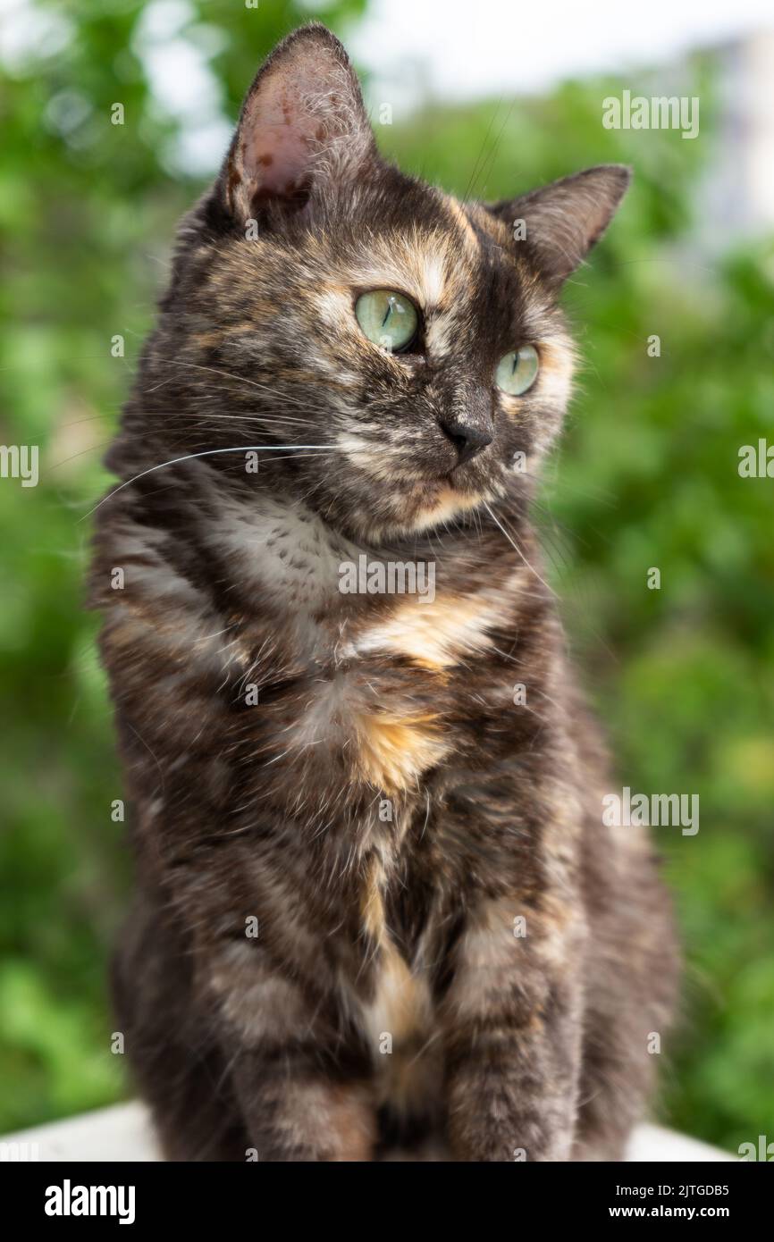 portrait of cute domestic tortoiseshell cat with yellow eyes looking away. outside photo. Stock Photo