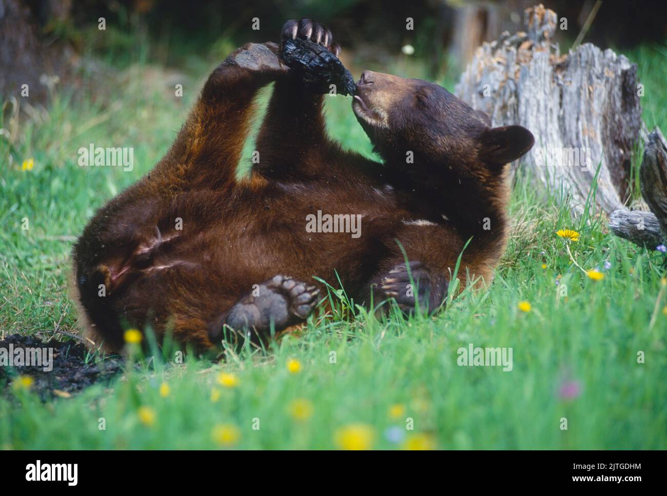 Black bear (Ursus americanus) yearling in a meadow playing with his feet during summer. Montana, Captive Animal Stock Photo