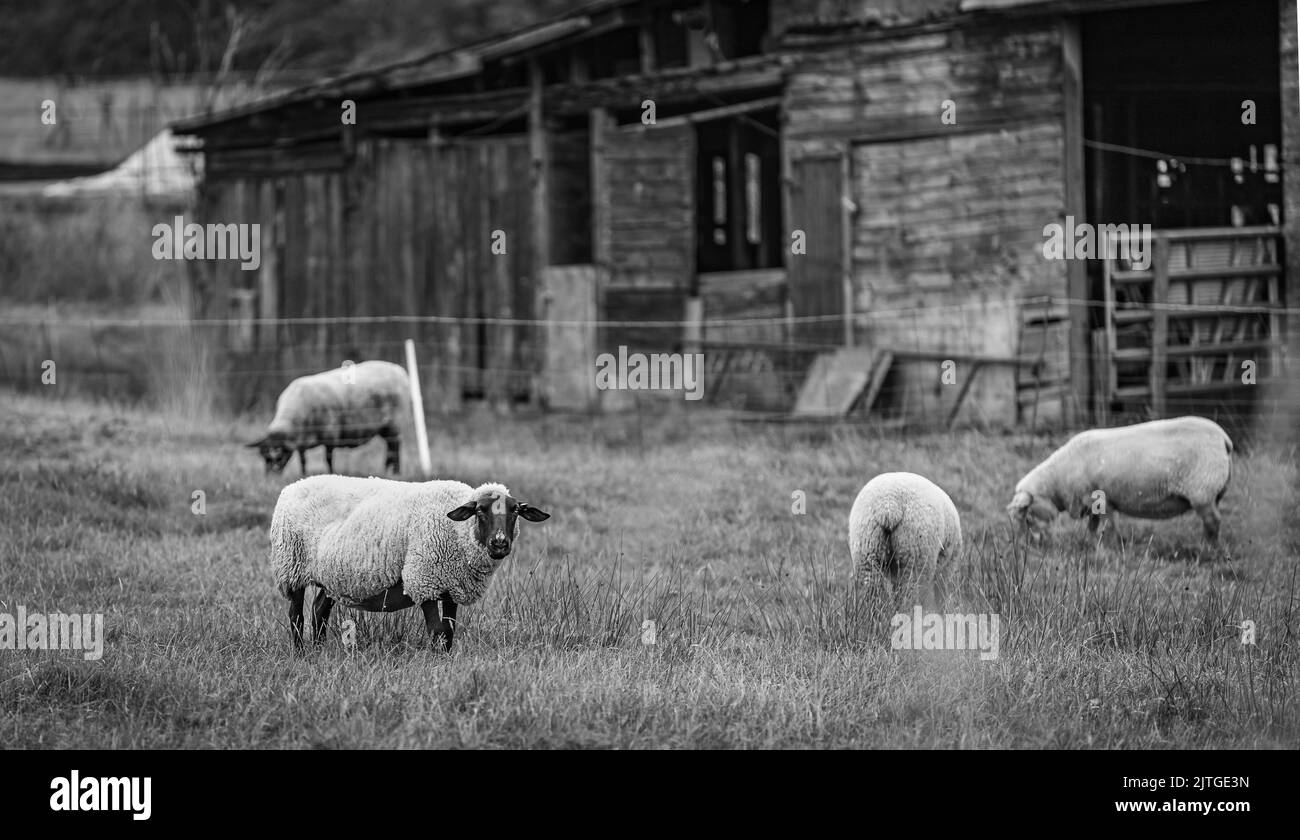 Sheep at the local farm. A group of sheep on a pasture stand next to each other. A small herd of Suffolk sheep with black face and legs in a summer me Stock Photo