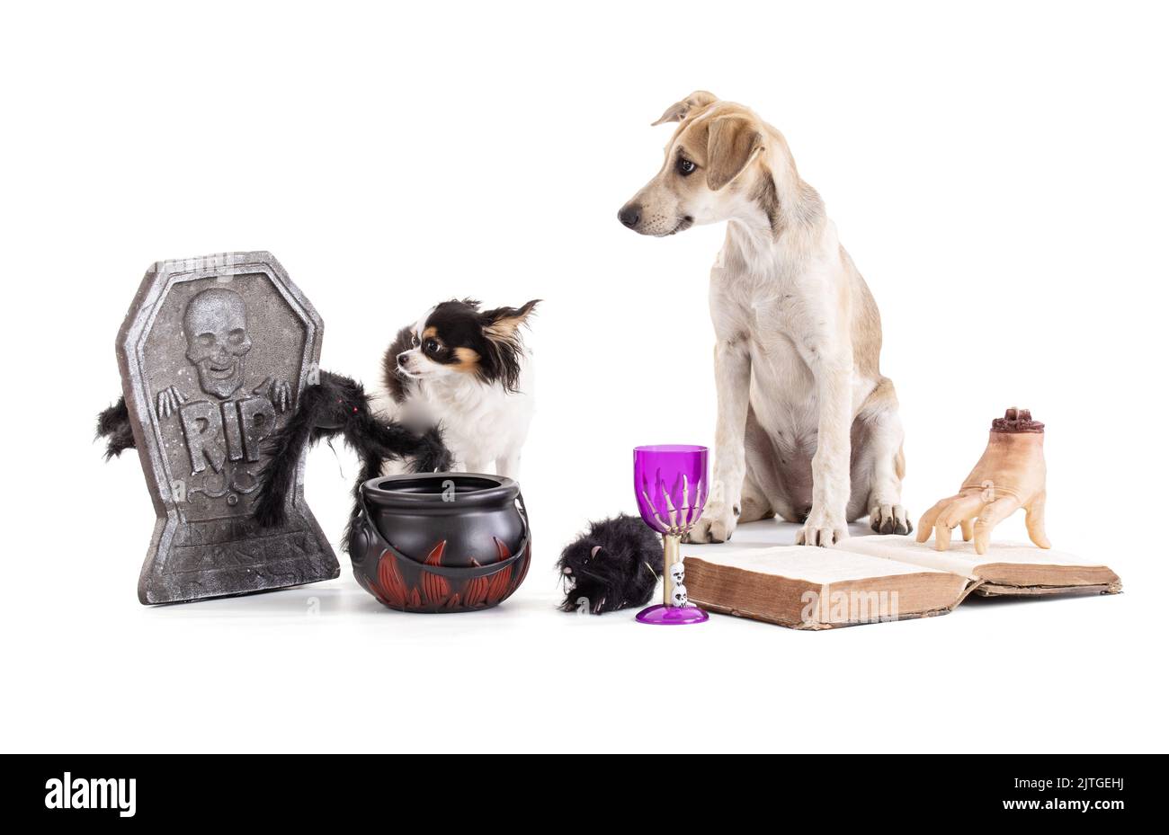 European Sled Dog, puppy Eurohound with chihuahua in a Halloween setting on a white background in the studio Stock Photo