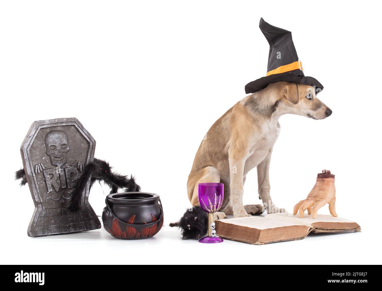European Sled Dog, puppy Eurohound with a witch's hat in a Halloween setting on a white background in the studio Stock Photo