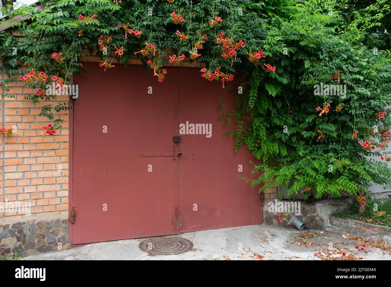 The iron gate is painted with red paint. The arch above the gate is made of a bush with orange flowers Stock Photo