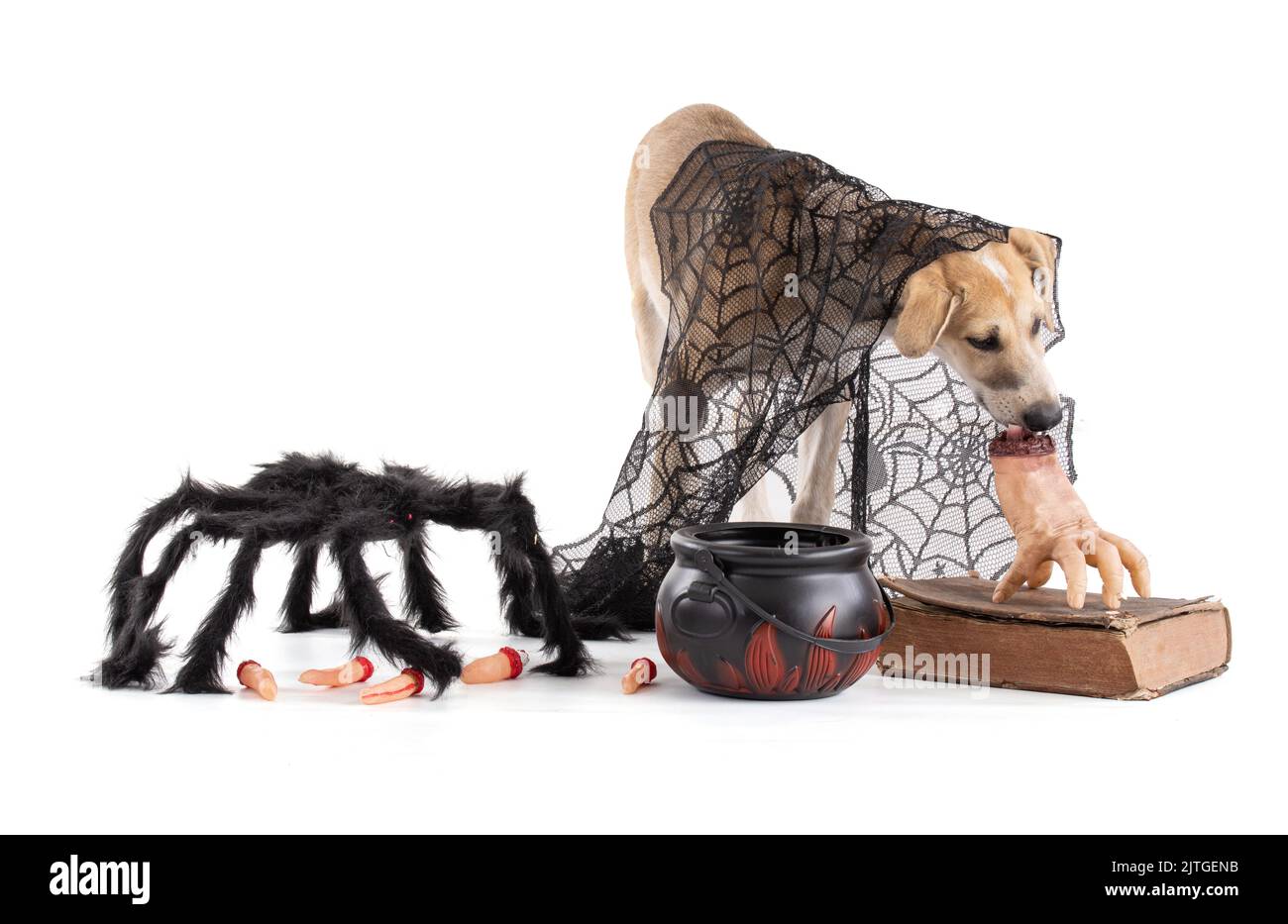 European Sled Dog, puppy Eurohound in a Halloween setting on a white background in the studio Stock Photo