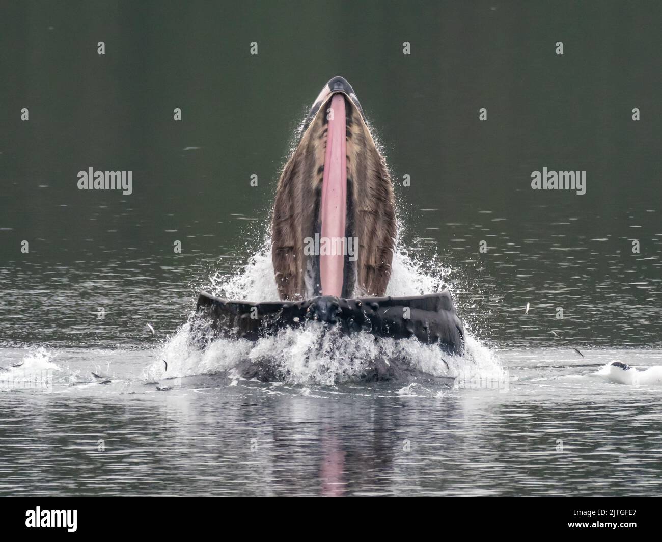 Humpback whale, Megaptera novaeangliae, bubblenet feeding in Southeast Alaska, USA Stock Photo