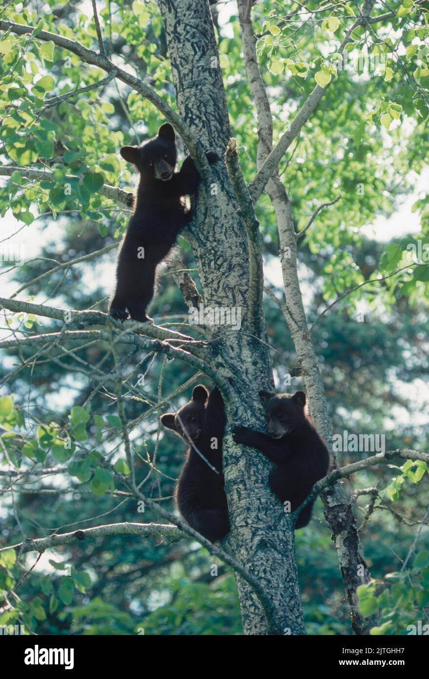 Black bear cubs tree hi-res stock photography and images - Alamy