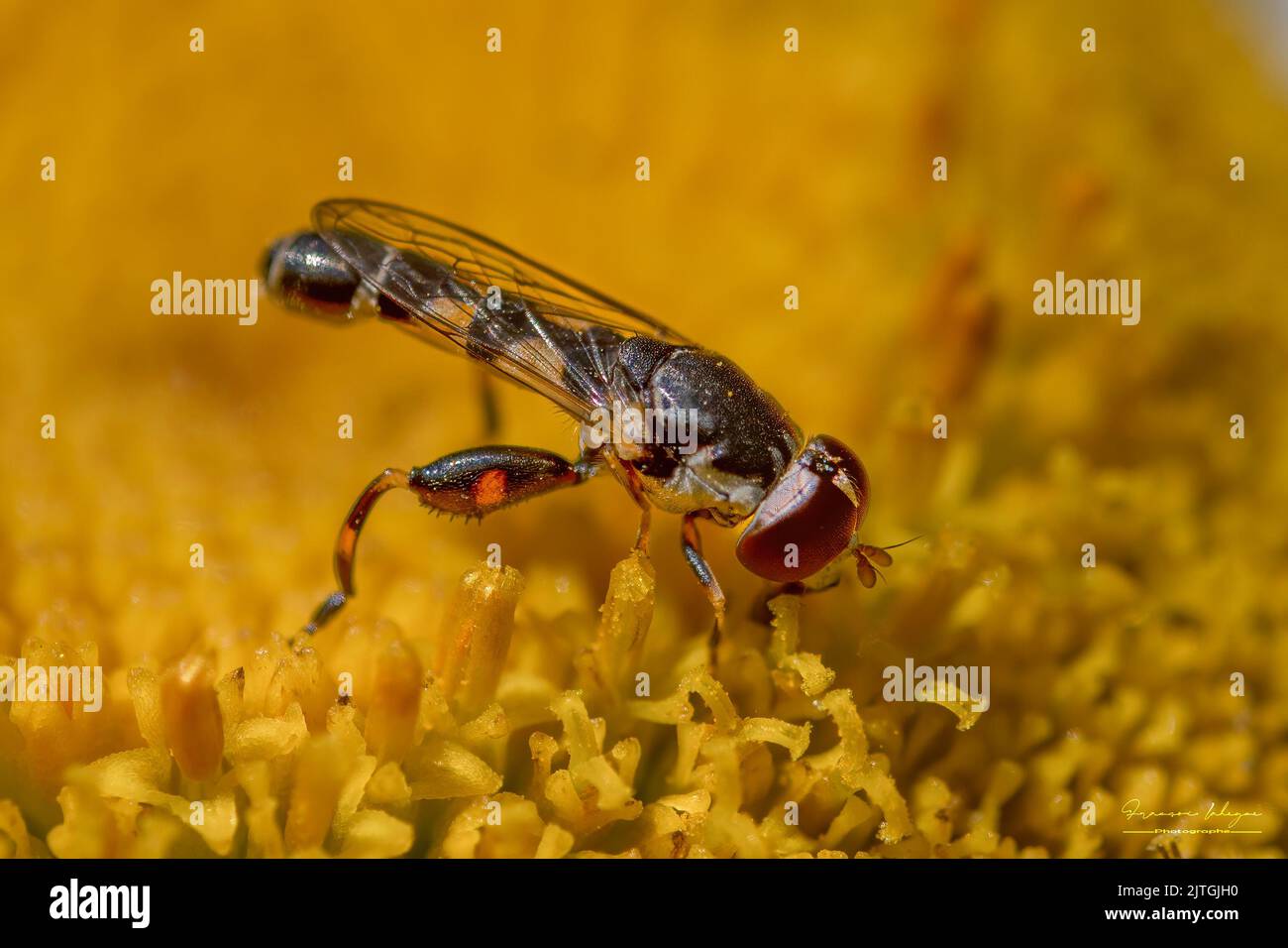 Syrphe sur une fleur Stock Photo