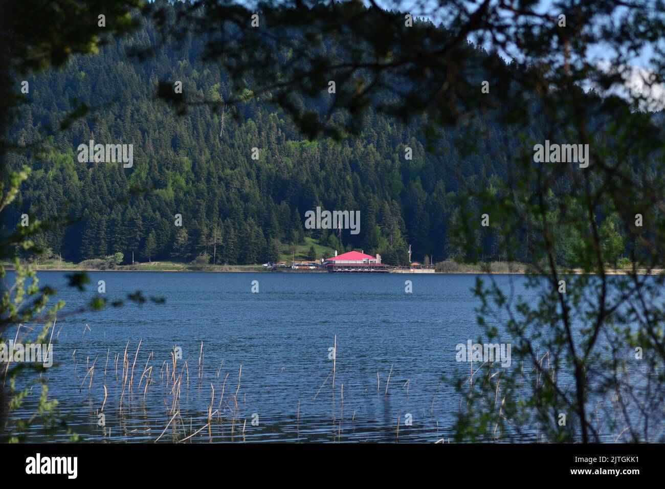 Lake view reeds grass flower hi-res stock photography and images - Alamy
