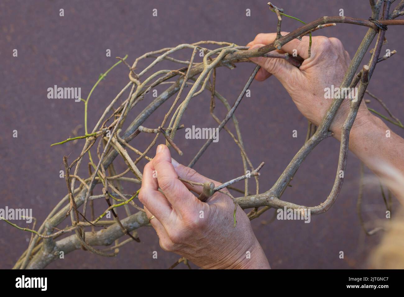 nesting material for birds in the garden. Step 3/4: Wrap with vines - Fix a vine at the bottom with florist's wire and wrap it around your branch Stock Photo