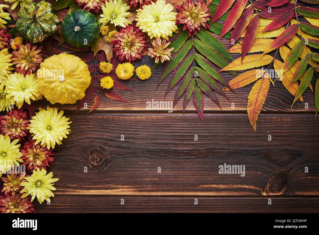 Autumn background. Colorful chrysanthemum flowers and pumpkins on a dark wooden background. Harvest and Thanksgiving concept. Flat lay, copy space Stock Photo
