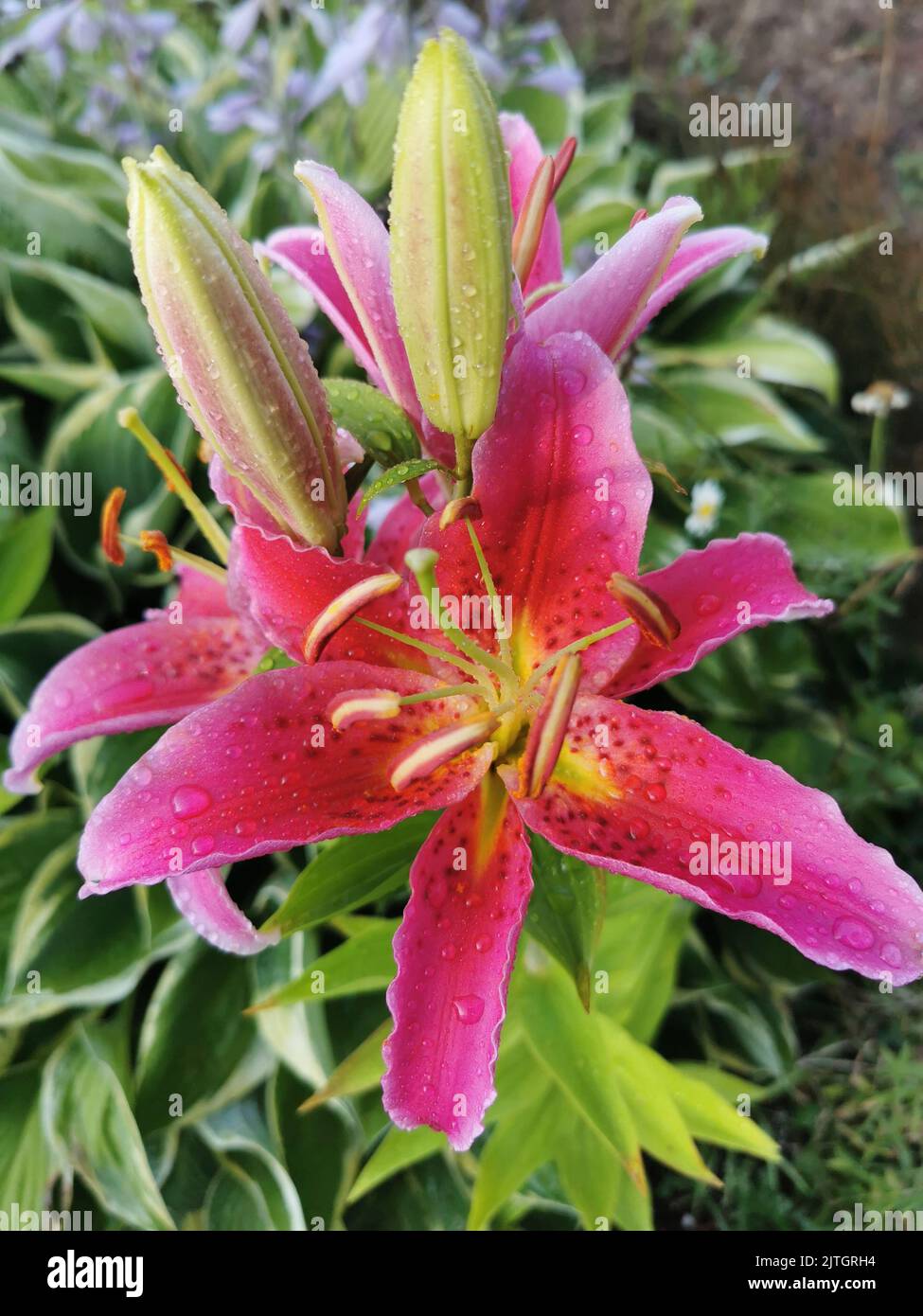 A vertical shot of a Tiger lily plant in Algonquin Park in Canada with