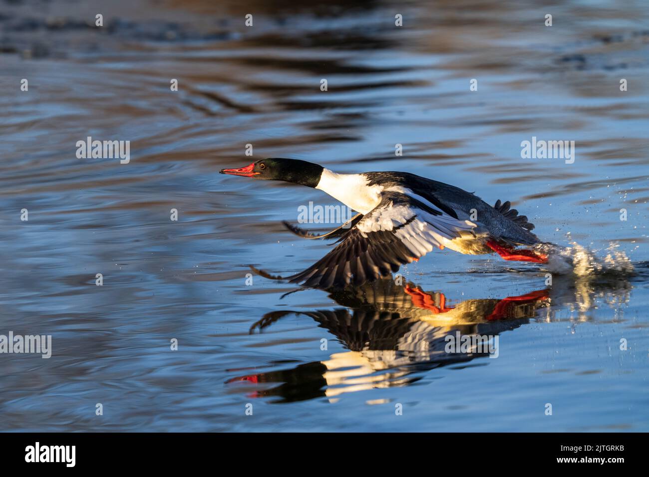 A Common Merganser gaining speed, flying very close to the water prior to take off. Viewed close up. Stock Photo