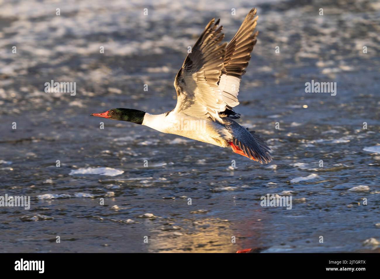 A Common Merganser becomes airborne as the sun sets over a Winter Lake. Viewed at close range. Stock Photo