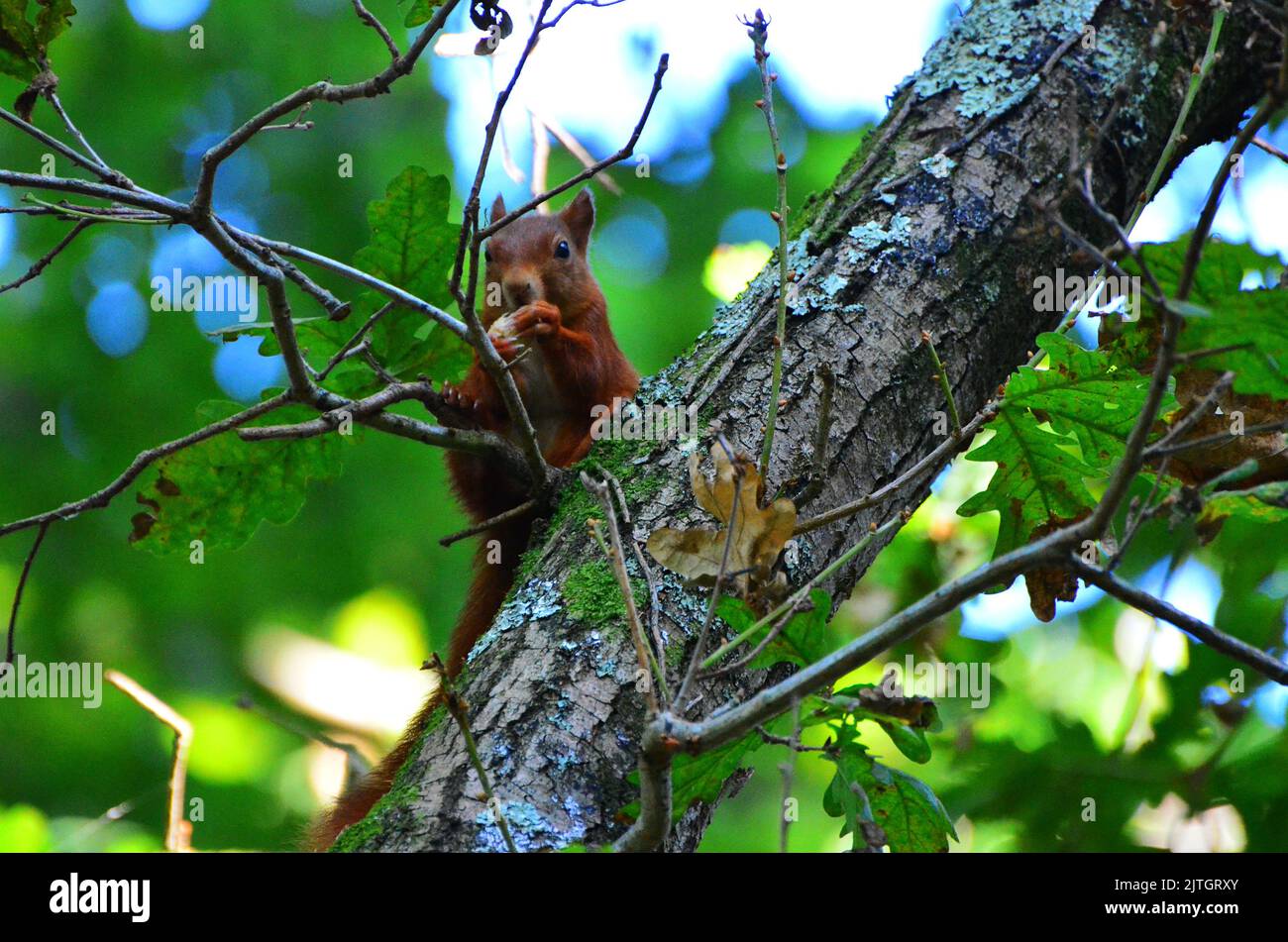 Red Squirl Eating Stock Photo - Alamy