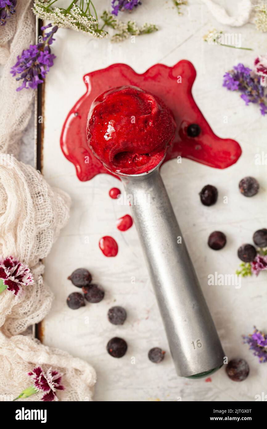 A ball of black currant sorbet on an ice cream scoop that is melting. Stock Photo