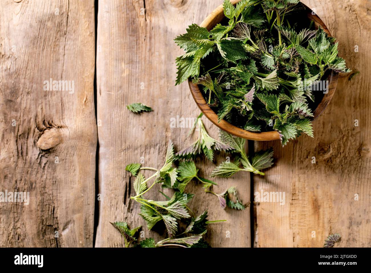 Heap of fresh young organic nettle leaves in wooden bowl on old wood background. Wild plants for spring healthy vegan eating. Top view, copy space Stock Photo