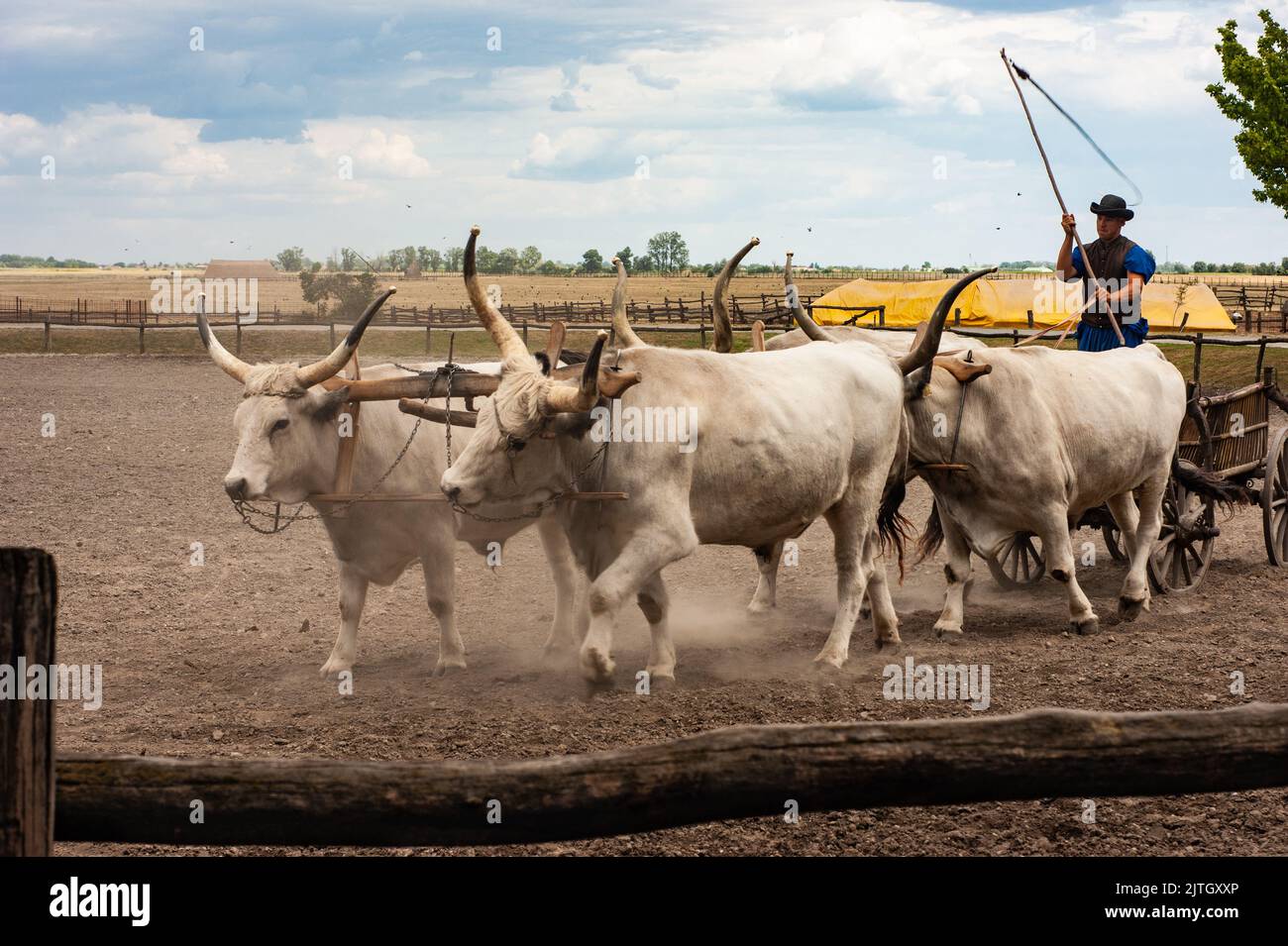Well trained disciplined longhorn oxen from old Magyar stock are pulling an old wood cart with traditional cowboy driver in blue costume with whip. Stock Photo