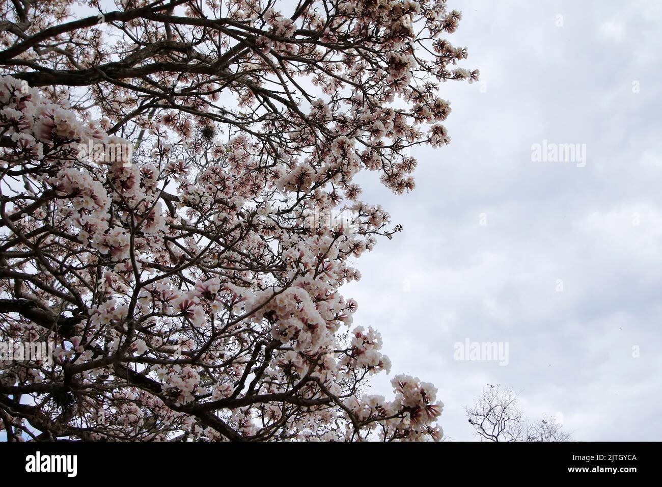 flower detail on white ipe tree with clear cloudy sky Stock Photo