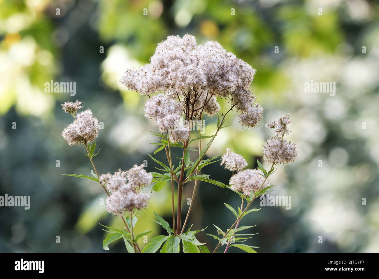 Eupatorium cannabinum hemp agrimony or holy rope against blurred background in a park in cologne Stock Photo