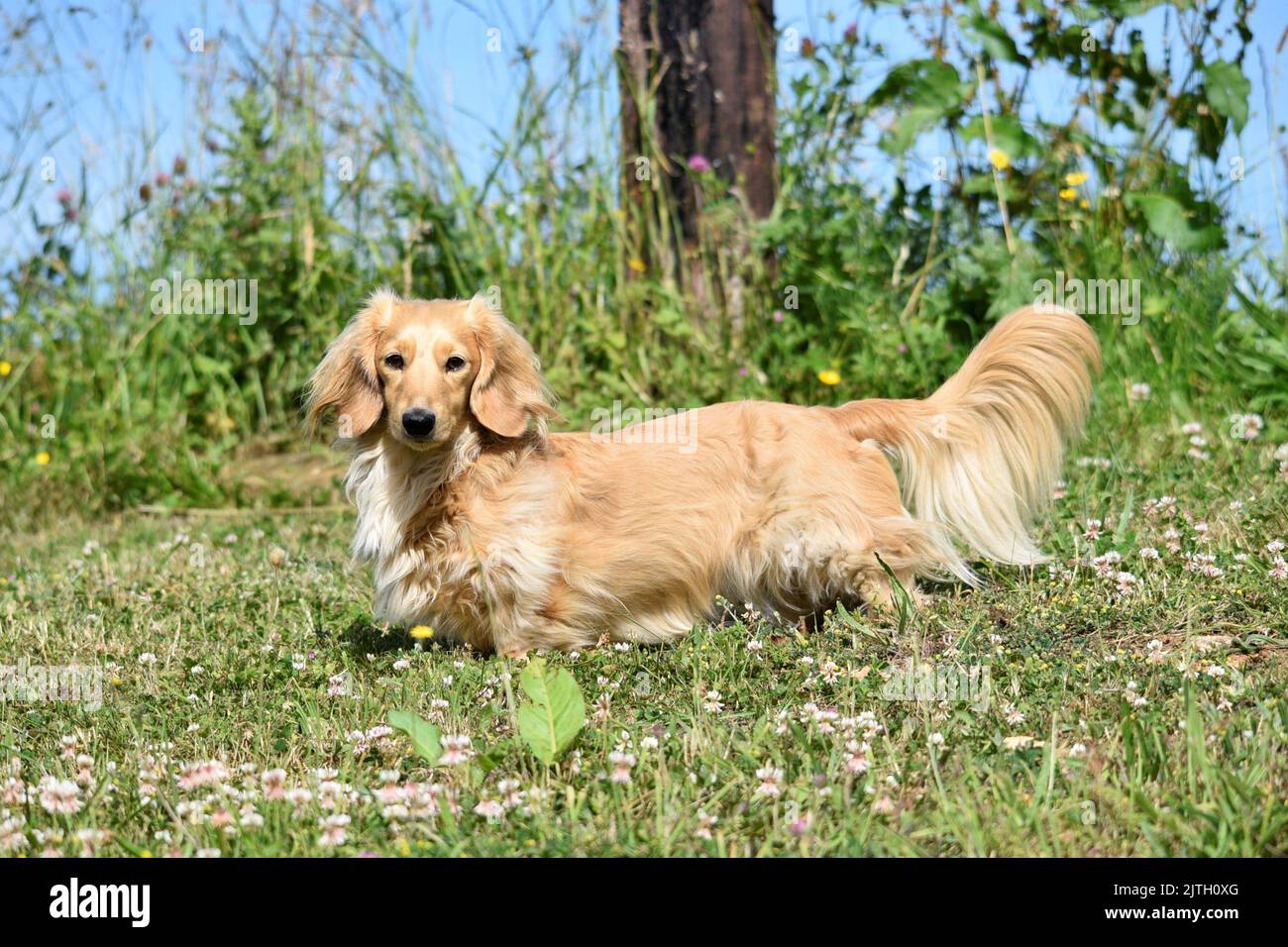 Handsome Longhaired Miniature Dachshund Stock Photo