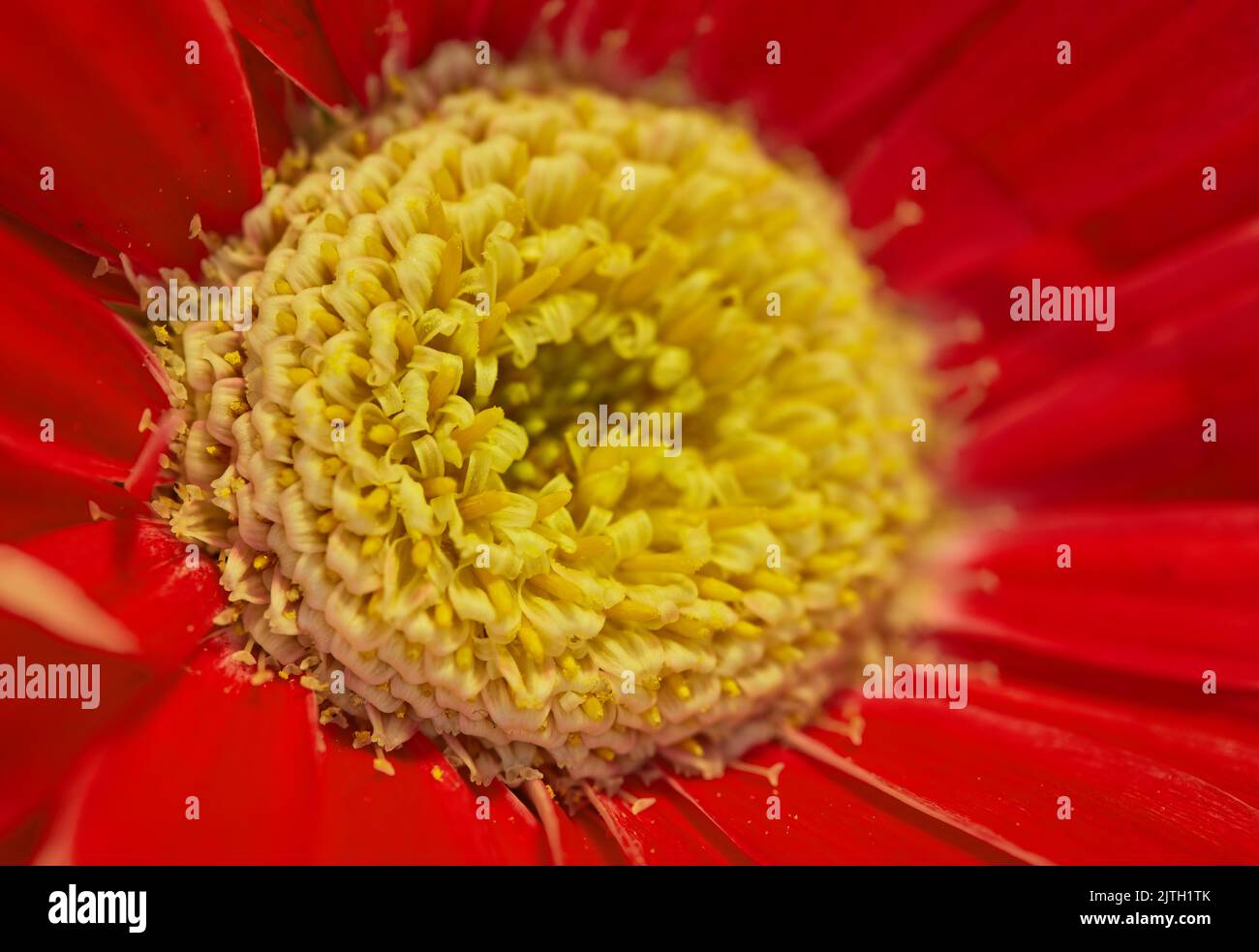 Beautiful gerbera flower. Gerbera is native to tropical regions of