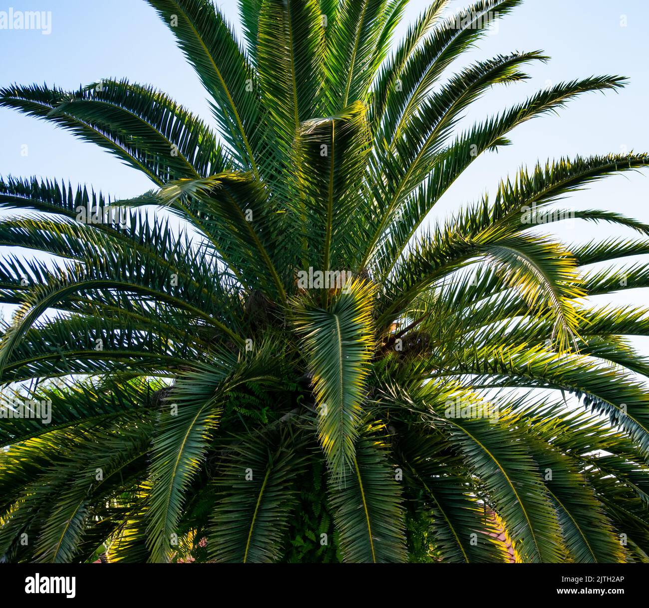 Canary Island date palm Stock Photo Alamy