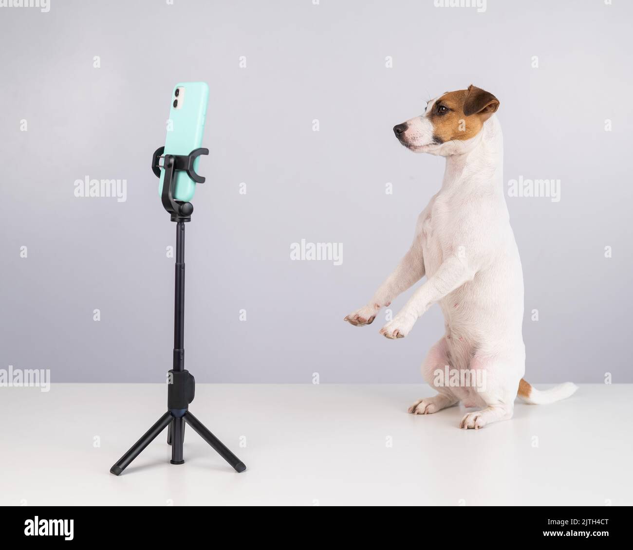 Jack Russell Terrier dog live streaming on smartphone.  Stock Photo