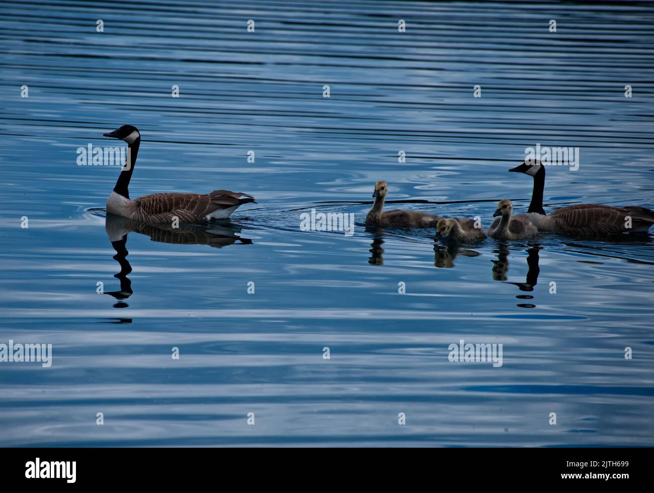 Flock of ducks swimming in a lake Stock Photo