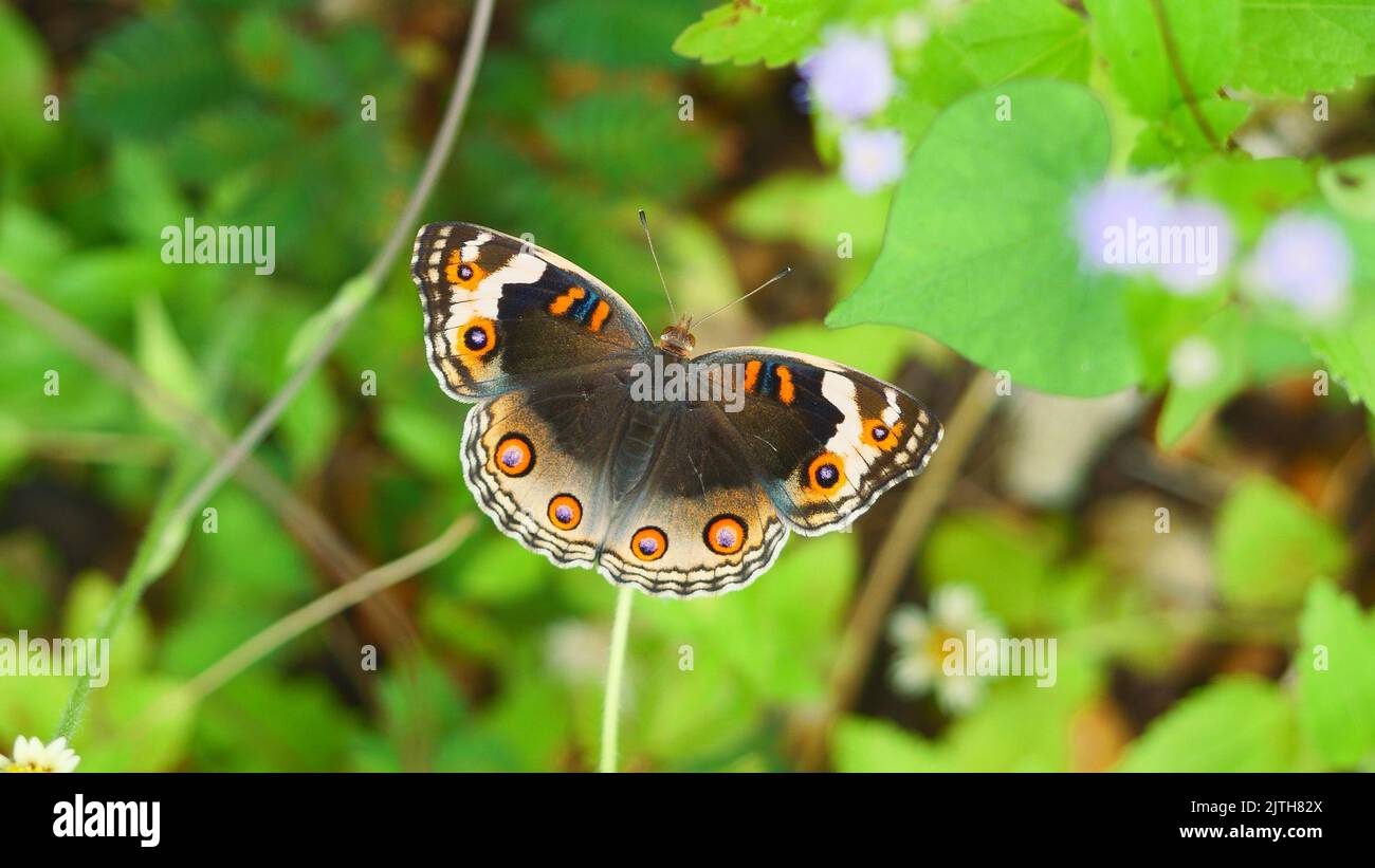 Female Blue Pansy Butterfly seeking nectar on Spanish Needle blossom in the field with natural green background, The pattern resembles orange eyes Stock Photo