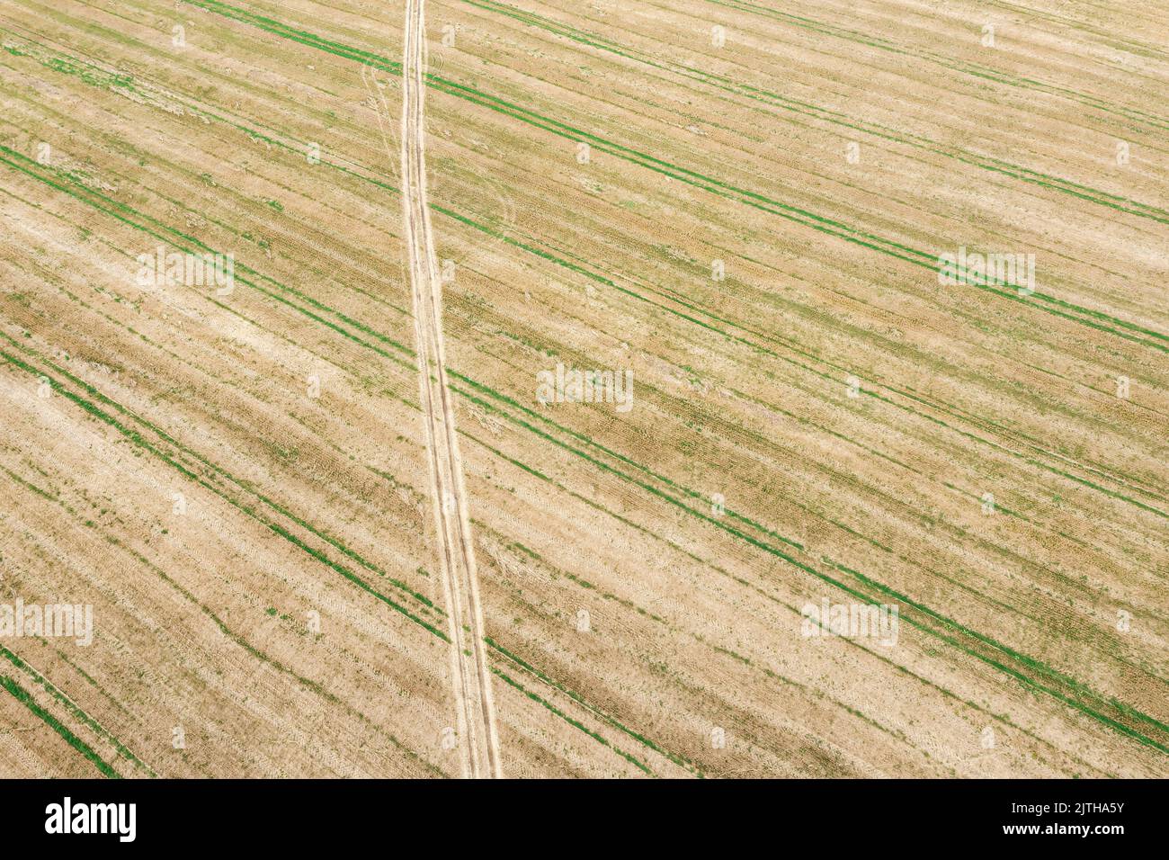 country road through wheat fields in the countryside. aerial view from flying drone. Stock Photo