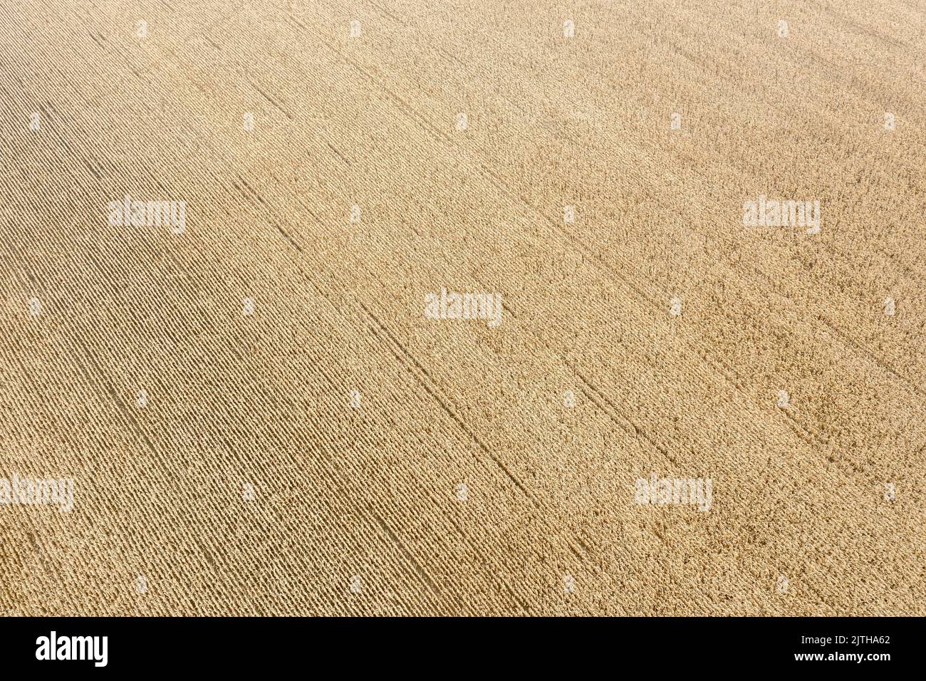 ripe wheat field. agricultural landscape. aerial overhead view. Stock Photo