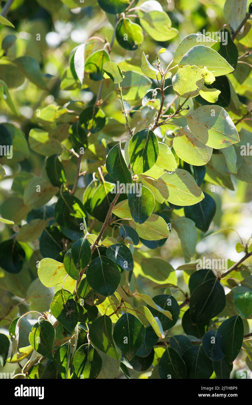 Green simple alternate crenate glabrous ovate leaves of Populus Trichocarpa, Salicaceae, native tree in the San Bernardino Mountains, Summer. Stock Photo