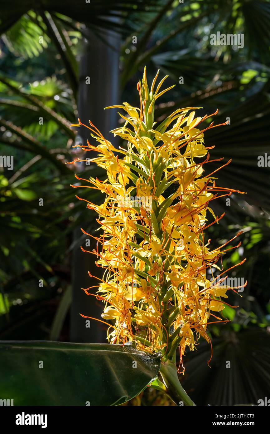Yellow gingre lily (Hedychium), a perennial herb, are part of the Zingiberaceae family and are native to India, Bhutan, and Nepal. Stock Photo