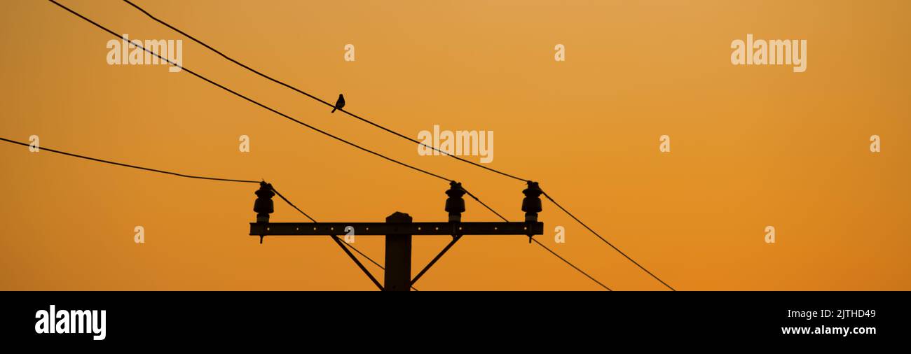 A birds on a wire at sunset. Stock Photo