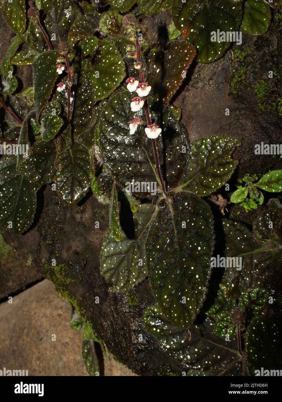 Wild gesneriad Gloxinia erinoides Stock Photo
