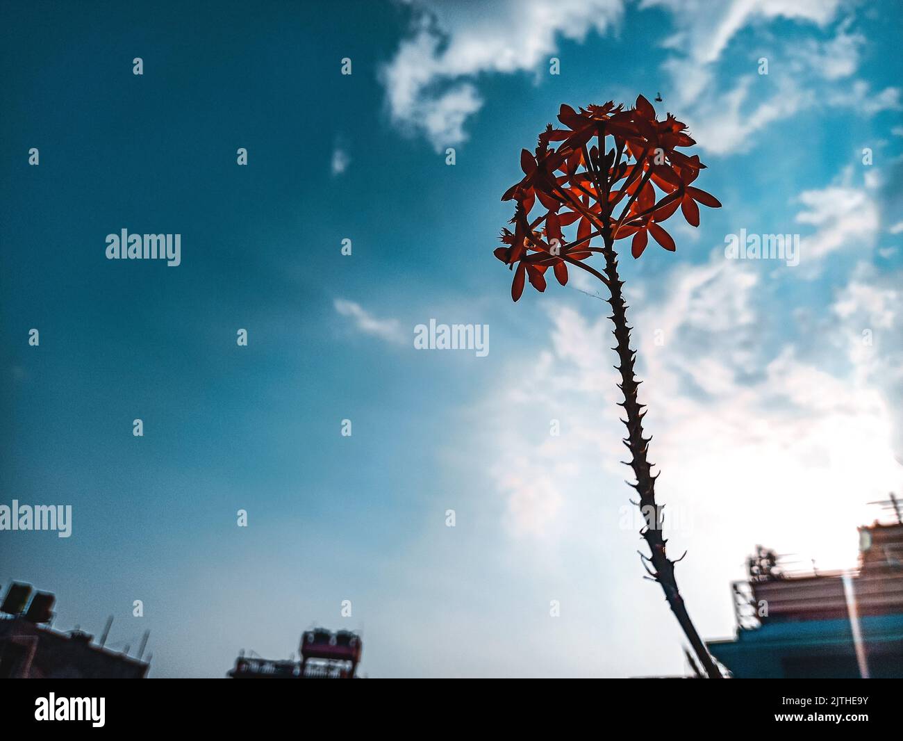 A focus shot of a red Epidendrum Secundum flower with a clear blue sky in the background. Parts of industrial buildings are seen. Stock Photo
